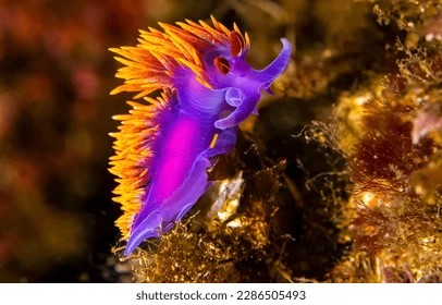 colorful-sea-slug-underwater-world-260nw-2286505493 (1).jpeg